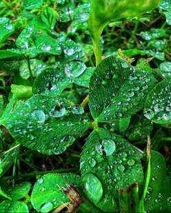 Close-up of dew-covered leaves after rain. 